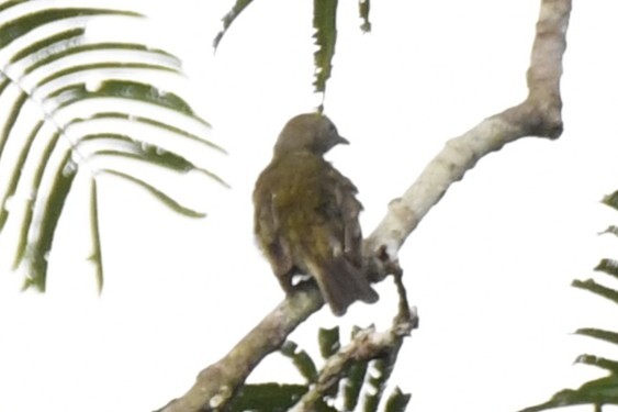 Willcocks's Honeyguide (Indicator willcocksi), photo 7