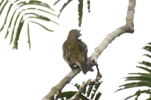 Willcocks's Honeyguide (Indicator willcocksi), photo 8