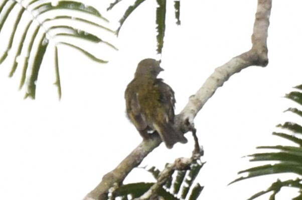 Willcocks's Honeyguide (Indicator willcocksi), photo 8