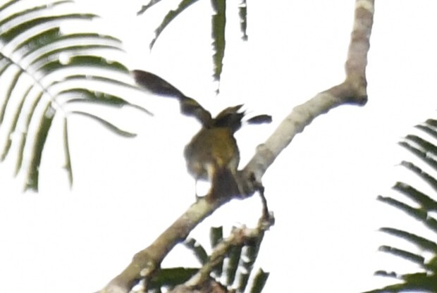 Willcocks's Honeyguide (Indicator willcocksi), photo 9