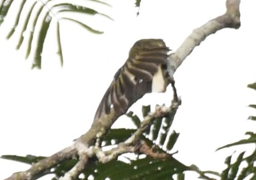 Willcocks's Honeyguide (Indicator willcocksi), photo 10