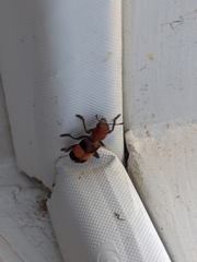 Enoclerus ichneumoneus