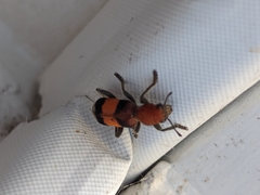 Enoclerus ichneumoneus