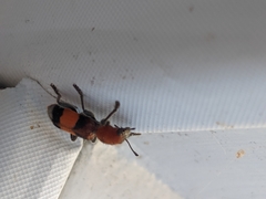 Enoclerus ichneumoneus