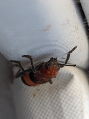 Enoclerus ichneumoneus