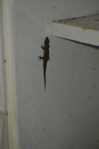 Saint George Island Gecko, Aristelliger georgeensis