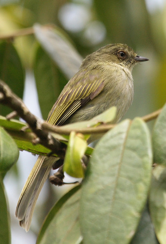 Zimmerius bolivianus