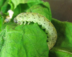 Aglaostigma nebulosum