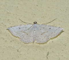 Derambila costata
