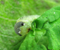 Aglaostigma nebulosum