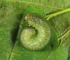 Aglaostigma nebulosum