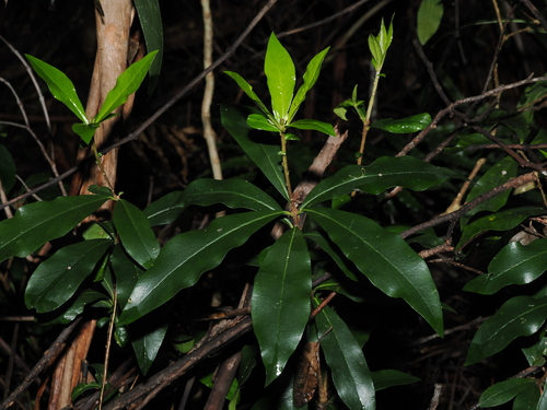Big Banana Pittosporum (Pittosporum kororoense)
