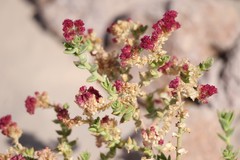 Cistanthe celosioides