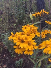 Verbesina parviflora