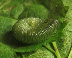 Aglaostigma nebulosum