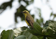 Conopias cinchoneti