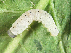 Aglaostigma nebulosum