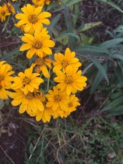 Verbesina parviflora