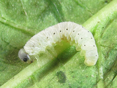 Aglaostigma nebulosum