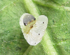 Aglaostigma nebulosum
