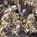 Nolana rhombifolia - Photo (c) Luca Boscain,  זכויות יוצרים חלקיות (CC BY-NC), הועלה על ידי Luca Boscain