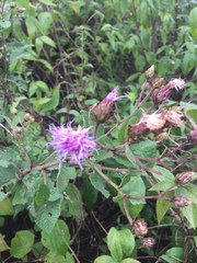 Vernonia alamanii