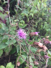 Vernonia alamanii