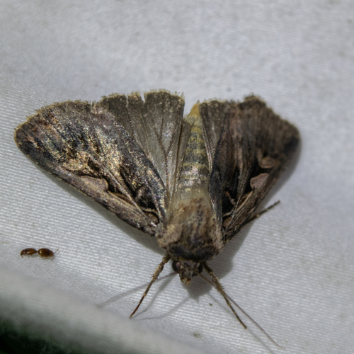 Tricose Dart photo 5