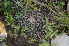 Mammillaria pseudocrucigera