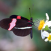 Crimson-patched Longwing - Photo (c) Ryan Shaw, some rights reserved (CC BY-NC), uploaded by Ryan Shaw