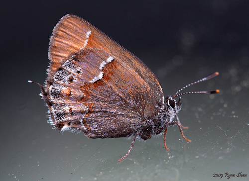 Juniper Hairstreak