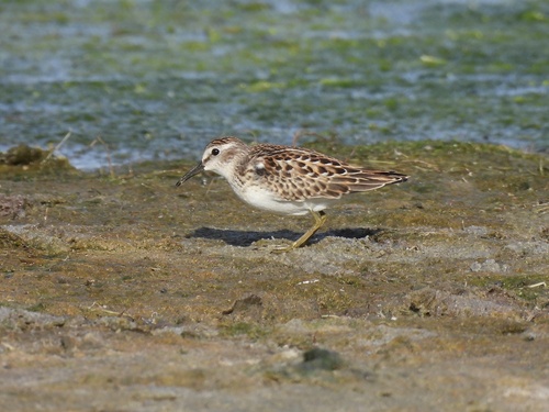 Correlimos menudillo (Calidris minutilla)