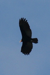 Cathartes melambrotus