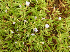 Nolana humifusa