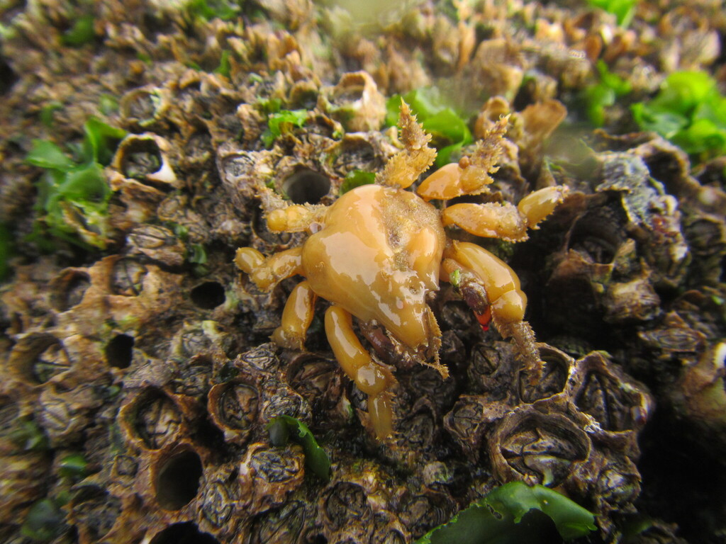 Edwards spider crab