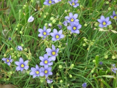 Sisyrinchium pruinosum