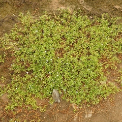 Nolana humifusa