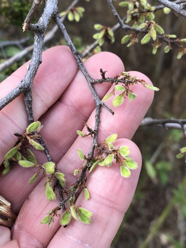Cedar elm (Ulmus crassifolia)