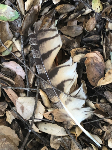 View observation of {o.common_name} on iNaturalist