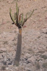 Browningia candelaris