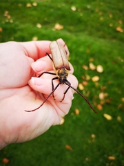 Erioderus