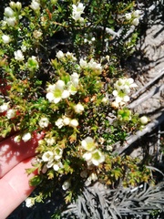 Diosma aspalathoides