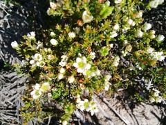 Diosma aspalathoides