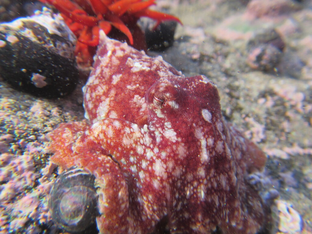 Fontaine's Octopus