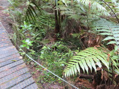 Dicksonia squarrosa
