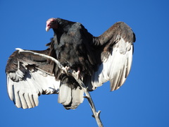 Cathartes aura