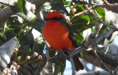 Pyrocephalus rubinus