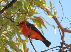 Pyrocephalus rubinus