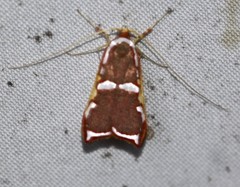 Barantola pulcherrima