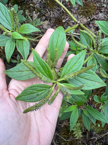 Peperomia macraeana observed 2025-08-25